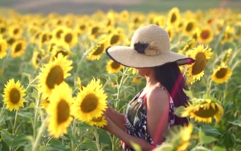 Stock Footage Woman Walking Through A Sunflower Field In The Morning Free
