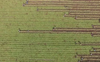 Stock Footage Women Harvesting The Crop Field Free