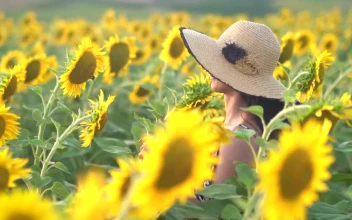 Stock Footage Woman Walking Slowly On A Sunflower Field Free