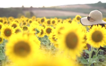 Stock Footage Woman Enjoying A Sunflower Crop Field Free