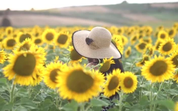Stock Footage Woman With A Hat Walks In A Sunflower Field Free