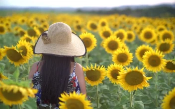 Stock Footage Woman Walking Through A Sunflower Field Free