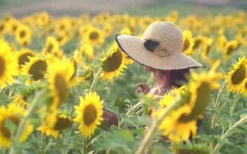Stock Footage Woman With A Hat On A Sunflower Field Free