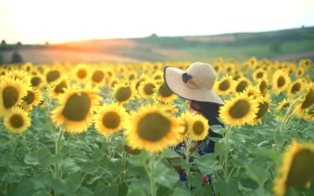 Stock Footage Woman Walking On A Fresh Sunflower Field Free