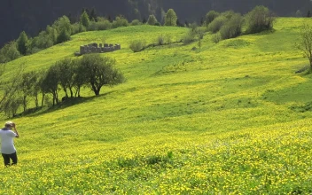 Stock Footage Woman Walk Alone In A Meadow With Yellow Flowers Free