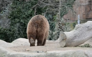 Stock Footage Zoo Bears Free