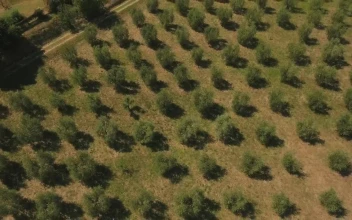 Stock Footage Zooming Out From An Olive Field Free