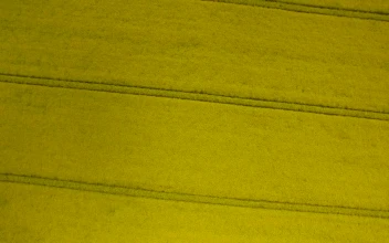 Stock Footage Yellow Field Free