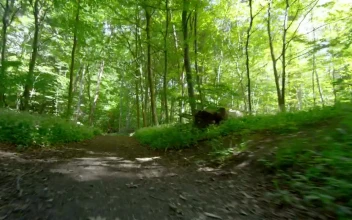 Stock Footage Young Man Running Through The Woods Free
