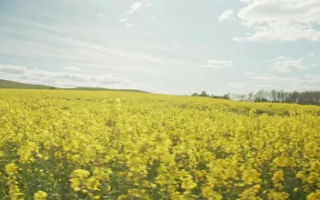 Stock Footage Yellow Crops In The Summer Free