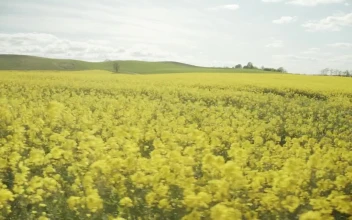 Stock Footage Yellow Flowers Moving In The Wind Free