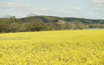 Stock Footage Yellow Flowers Under A Blue Sky Free