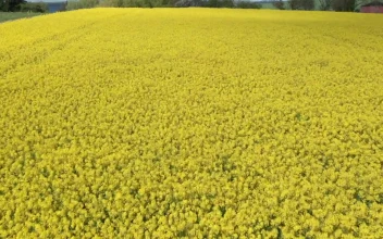 Stock Footage Yellow Crops Swaying In The Wind Free