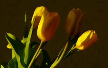 Stock Footage Yellow Tulips At Home Time Lapse Free