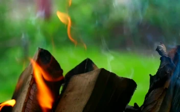 Stock Footage Wood Chunks Burning Free