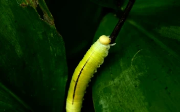 Stock Footage Yellow Caterpillar Walking On A Leaf Free