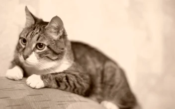 Stock Footage Yawning Cat Over The Sofa Free