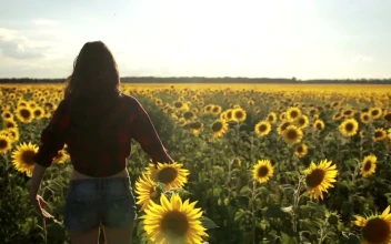 Stock Footage Woman Standing In A Field Of Sunflowers Free