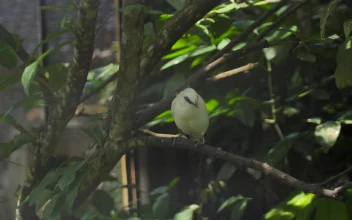 Stock Footage Yellow Bird On Tree Branch Free