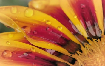 Stock Footage Yellow Flower Macro Close Up Free