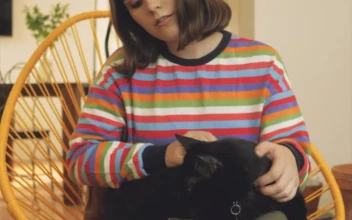 Stock Footage Woman Petting A Cat Free