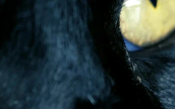 Stock Footage Yellow Eyed Black Cat Close Up Free