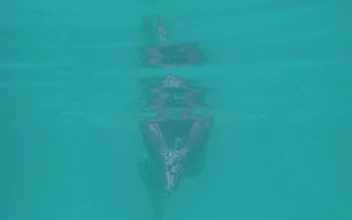 Stock Footage Young Woman Swimming Underwater In A Pool Free
