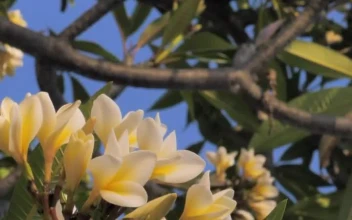 Stock Footage Yellow And White Flowers In A Tree Free