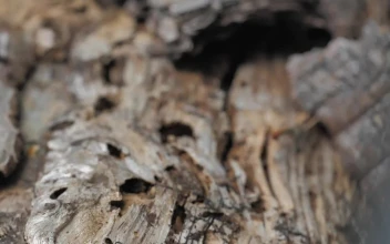 Stock Footage Wooden Log Close Up Free