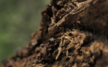 Stock Footage Wooden Log At A Forest Free