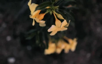 Stock Footage Yellow Flowers In A Garden Near To A Wire Mesh Free