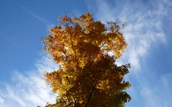 Clouds Maple Tree Video