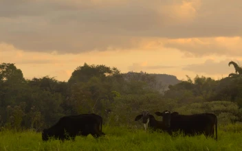 Free Video Cows Goat Farm Video