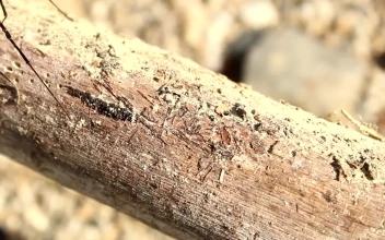 Ree Video Spider Walking Tree Video