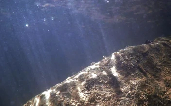 Underwater Rays Video