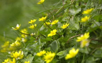 yellow flower animated wallpaper