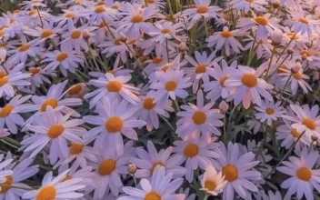Android  iOS iPhone  chamomile hills sky