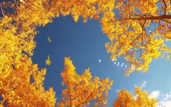 Fall Autumn Sky Phone