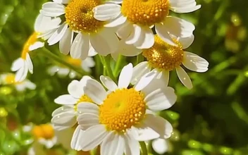 Android  iOS iPhone  chamomile Green