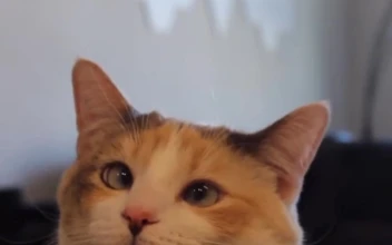 iOS iPhone  Android HD Relaxing Cat