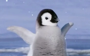 Live Phone Baby Emperor Penguin Dance Wallpaper To iPhone And Android