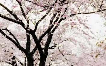 Live Phone Cherry Blossom Season In London Wallpaper To iPhone And Android