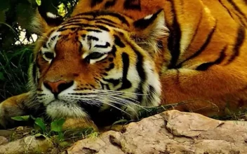 Live Phone Tiger Resting Near Lake Wallpaper To iPhone And Android