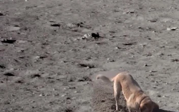 iPhone and Android Dog On Moon Digging Holes Live Phone Wallpaper
