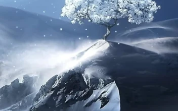iPhone and Android Lonely Winter Tree Live Phone Wallpaper
