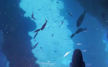 iPhone and Android Girl Looking At Fish In Aquarium Live Phone Wallpaper