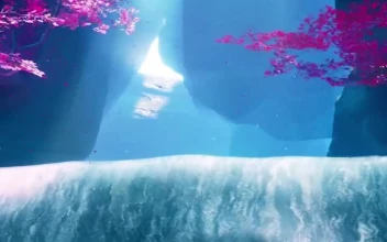 Waterfall Fox Fall Wallpaper Iphone
