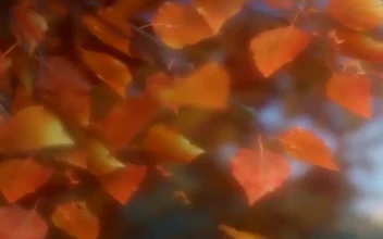 Falling Leaves Fall Wallpaper Iphone