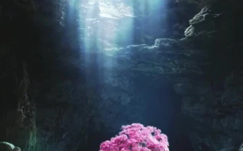 Live Phone Cave Tree Wallpaper To iPhone And Android