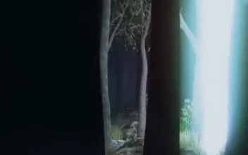 iPhone  Android Light Beam Forest Nature 3d Phone